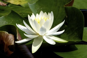 White lotus at Manpuku-ji Temple