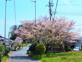参道に咲く桜