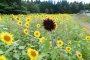 Sunflowers in Haguro