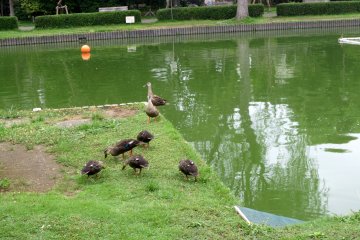 Ducks waddle around the fishing pond