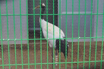 钏路动物园，受伤的鹤正在康复中。