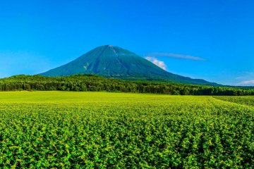 My favorite location to view Yotei on a clear day is the potato farms along Route 478