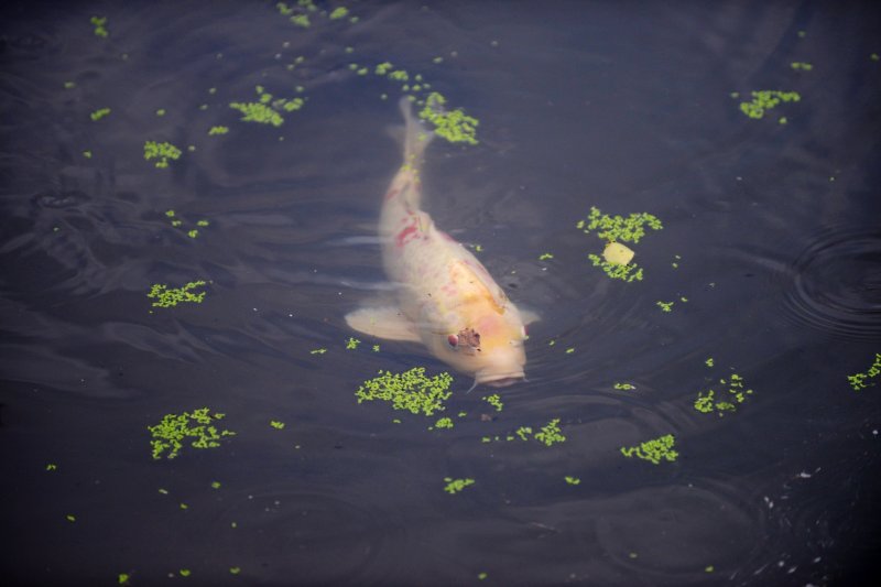 Koi fish at the pond