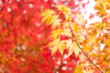 Кленовые листья понемногу меняют цвет на красный