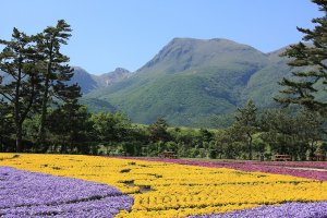 Kuju Flower Park in Oita Prefecture