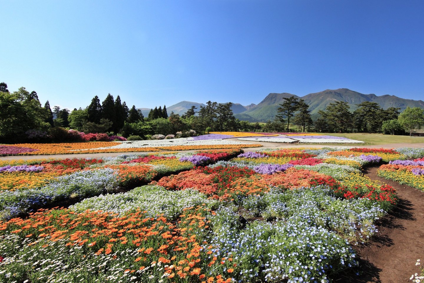 Kuju Flower Park is filled with colorful blooms