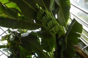 バナナワニ園の名前通り、もちろんバナナもあります。温室の中にはたくさんのバナナがたわわに実っていました。まだ緑色でしたが、熟して食べられる日が来るのが待ち遠しいですね。こちらのバナナは収穫期に行くと、2階のフルーツパーラーで食べることも出来ます。