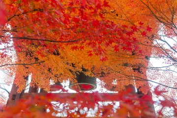 Осенние листья в Синнёдо в Киото