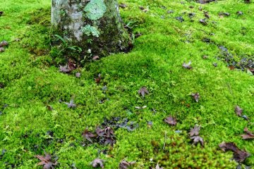 There are so many shades of green in the Moss Garden