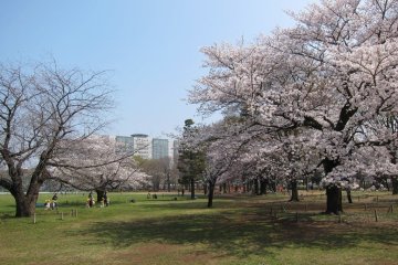 Musashino Central Park