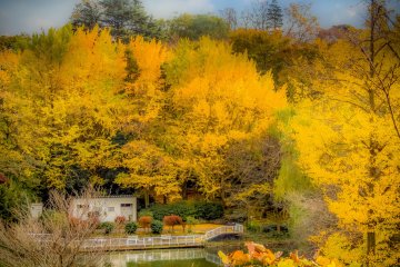 One of the park's lakes surrounded by bright yellow ginko trees