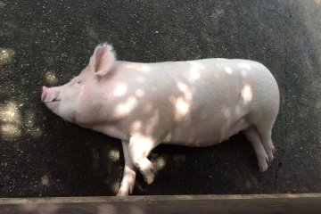 One of the three resident pigs at Saiboku!