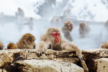 Steamy onsen - always a good idea, and even the monkeys think so!
