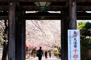 Cherry blossom season at Hokyoke-ji, Ichikawa City