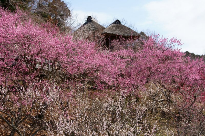 Plum blossoms in bloom at Mount Tsukuba