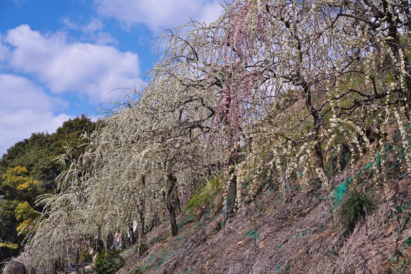 Weeping plums at Oagata Shrine