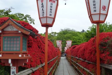 Beautiful Kirishima azaleas at Nagaoka Tenmangu Shrine in Kyoto