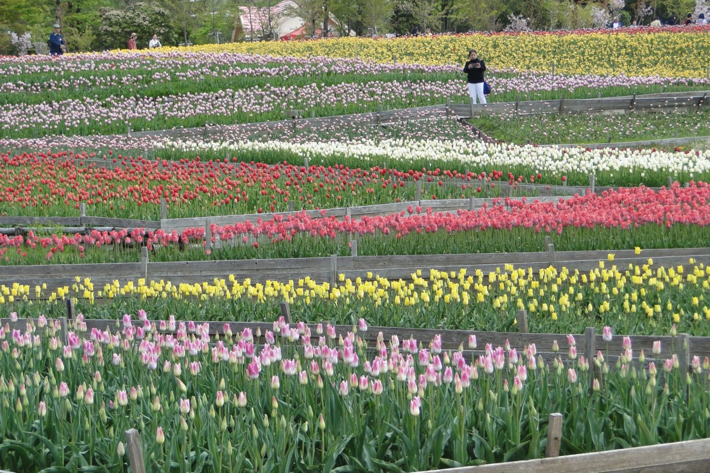 Rows and rows of tulips!