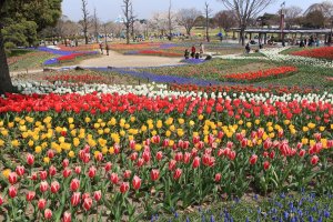 Beautiful tulips at Gifu's Kiso Sansen Park
