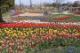 Kiso Sansen Park Tulip Festival
