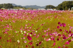 Colorful cosmos at the Toyoura Refreshment Park