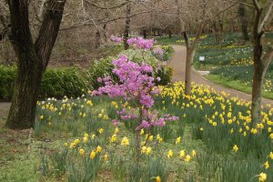 Springtime color at Sanuki Mannou Park