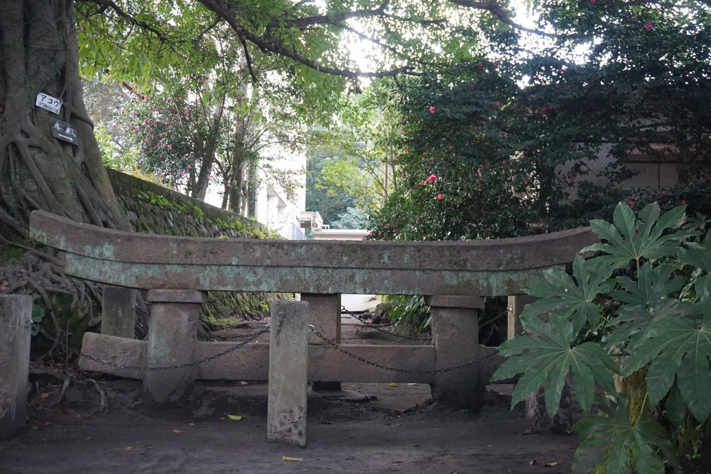 Ash-buried Kurokami Shrine