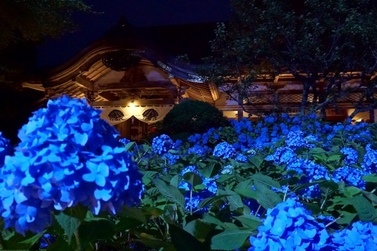 Stunning blue hydrangeas at night at Unshoji Temple