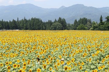Sunflowers in Tsunan, Niigata Prefecture