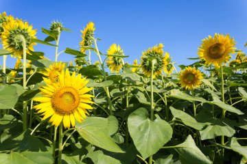 Sunflowers are such a part of Zama that they're the city's official flower