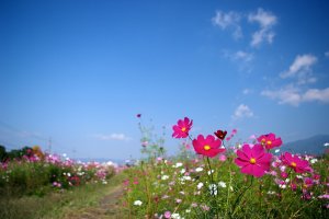 Around 8 million cosmos flowers cover the grounds of the Yume Cosmos Park