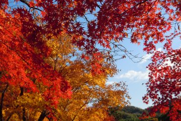 Stunning Autumn Leaves at Jurinji Temple