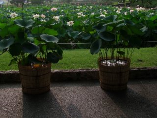 From the hotel grounds, looking out over a lotus pond