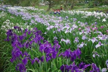 Just some of the 1.5 million irises you'll find here!