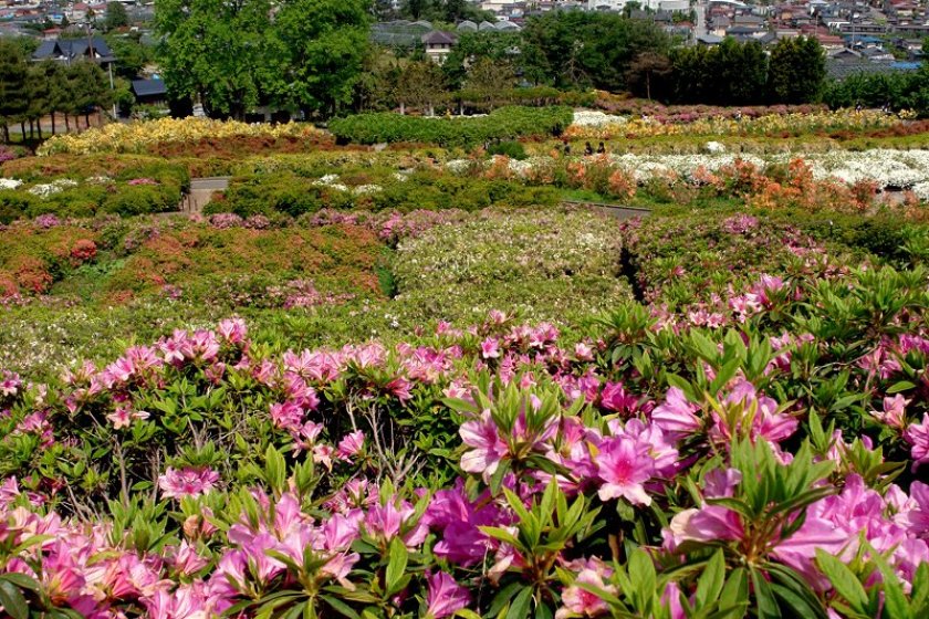 Just some of the azaleas at Sagae Park, Yamagata