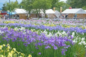 The park is home to around 600,000 irises in bloom
