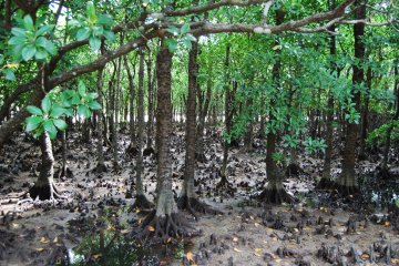 Mangrove forest on Iriomote Island, Okinawa.