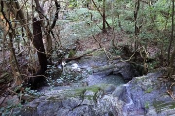 Forest near river in the Nikko area. 