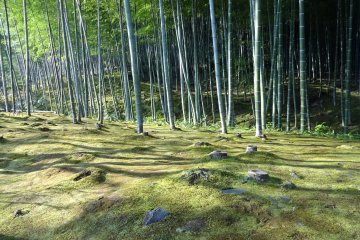 Bamboo forests could be found near most villages in the old days. 