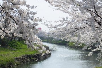 Taihei River Sakura Festival