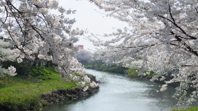 Fluffy cherry blossom trees line the Taihei River
