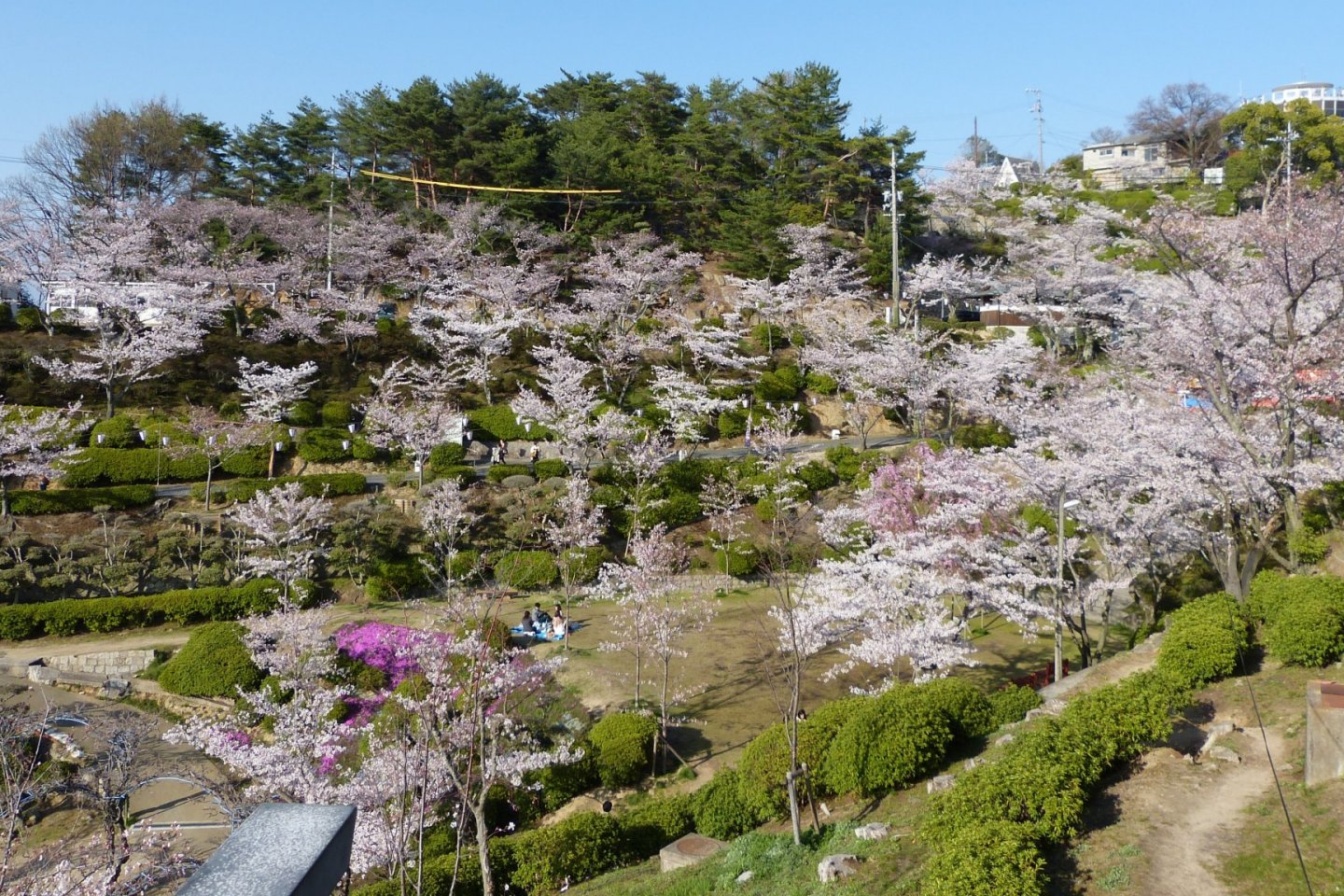 Some of the beautiful blossoming trees at Senkoji Park