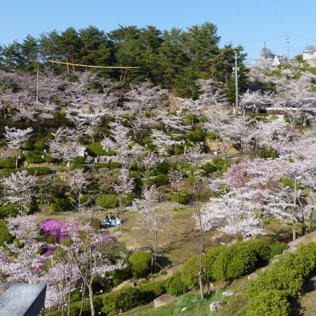 Senkoji Park Sakura Festival