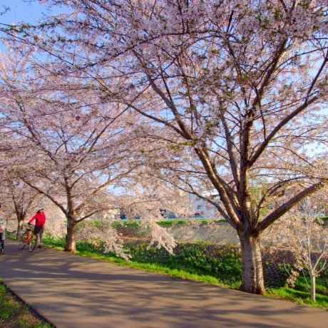Sakura Season Along Sapporo's Shinkawa River