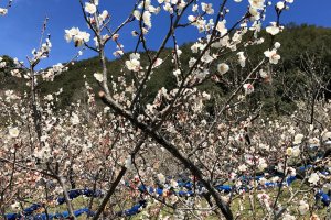 White plum blossoms are a beautiful sight on a sunny day in February
