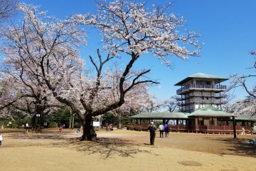 Mt. Masugata observation desk and some beautiful cherry blossom trees