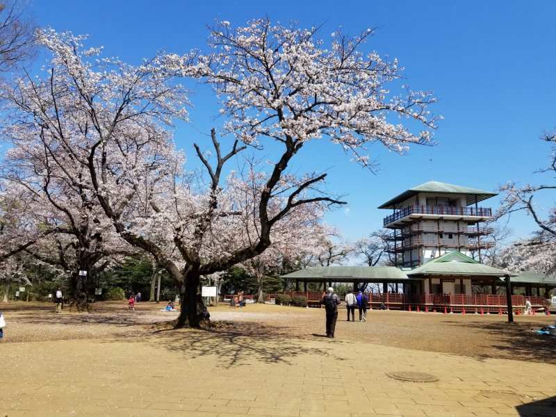 Mt. Masugata observation desk and some beautiful cherry blossom trees