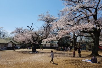 People enjoying a picnic under the cherry blossom trees