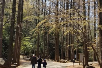 Walk past these tall trees and go up the stairs to find the Taro Okamoto Museum of Art