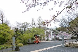 The park is designated as one of Japan's Top 100 cherry blossoms spots